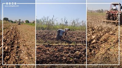 هل تودع قنا زراعة قصب السكر بعد إغراءات البنجر؟ مزارعون يكشفون حجم الإنتاجية وأرباح الفدان (فيديو)