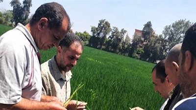 زراعة الشرقية: تنفيذ يوم حقلي للنهوض بمحصول الأرز 