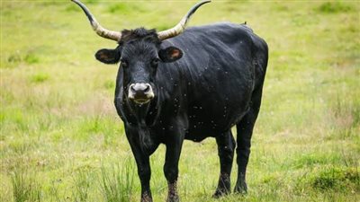 تفسير رؤية الثور في المنام وعلاقتها بمواجهة التحديات والصعاب 