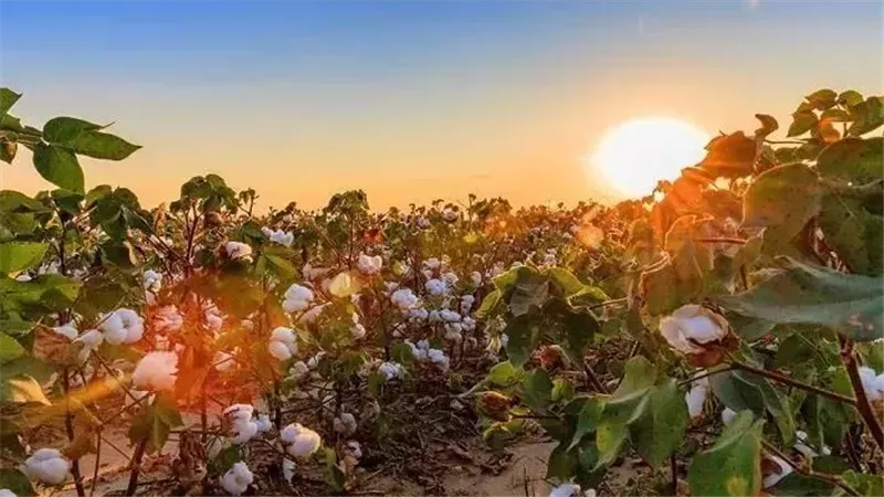 توصيات هامة للمزارعين