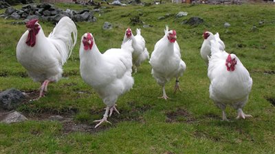 3 جنيهات انخفاضًا للبيضاء، سعر الفراخ اليوم الأربعاء 23 يوليو 2025