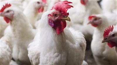 انخفاض أسعار الفراخ البيضاء اليوم الخميس 24 يوليو 2025 (آخر تحديث)