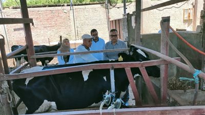 تحصين 76642 رأسا في الحملة القومية الثانية ضد الحمى القلاعية وحمى الوادي المتصدع بالدقهلية 