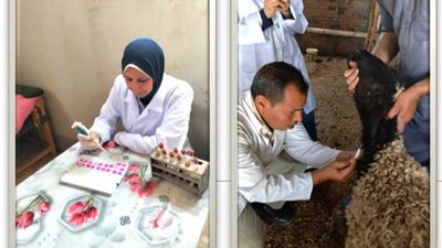 بيطري الشرقية يفحص 4795 رأس ماشية ضد البروسيلا والسل البقري