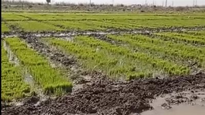 كارثة في الأرز، تدمير شتلات نادرة بمليارات الجنيهات، ورئيس المشروع: مصر تفقد ثروتها القومية 