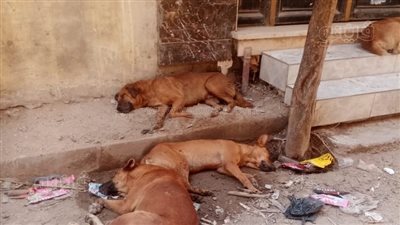الكلاب الضالة تهاجم المواطنين في طنطا، ومطالب بإنقاذ الأطفال قبل وقوع كارثة (فيديو)