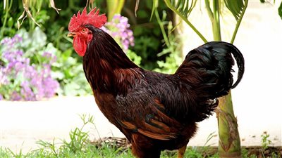 سعر الفراخ اليوم الأحد 27 يوليو 2025 (آخر تحديث)