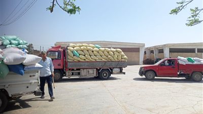 أحدث إحصاء، صوامع الشرقية تستقبل 603351 طن قمح محلي 