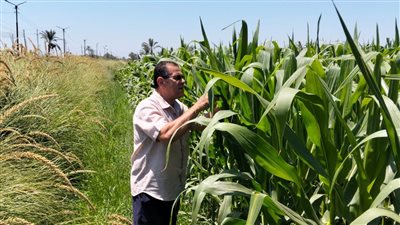 زراعة الفيوم تنظم ندوة إرشادية عن الذرة الشامية 