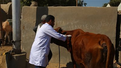 توقيع الكشف على 1922 رأس ماشية في قافلة بيطرية نظمتها جامعة الفيوم