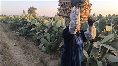 مباشر من الحقل، ثمار التين الشوكي تنادي عشاقها