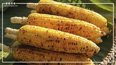 فوائد الذرة المشوي، أشهر تسالي مصرية في الصيف