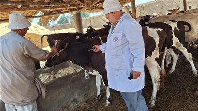 تحصين 298 ألف رأس ماشية ضد الحمى القلاعية والوادى المتصدع بالشرقية