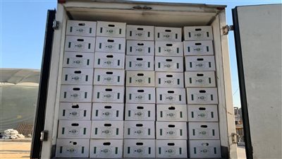 تصدير أول شحنة تقاوي بطاطس ميني تيوبر من مصر إلى أوزبكستان 