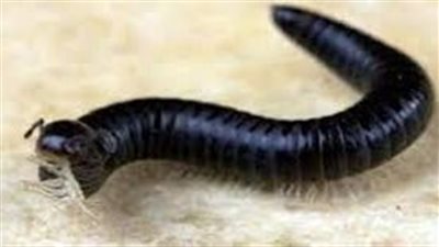 تفسير رؤية الدود الأسود في المنام وعلاقتها بالوقوع فى كرب شديد 