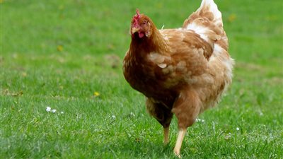 انخفاض البيضاء وارتفاع البلدي، سعر الفراخ اليوم الخميس 31 يوليو 2025