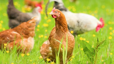 ارتفاع سعر كيلو الفراخ البيضاء اليوم الخميس 31 يوليو 2025 (آخر تحديث)