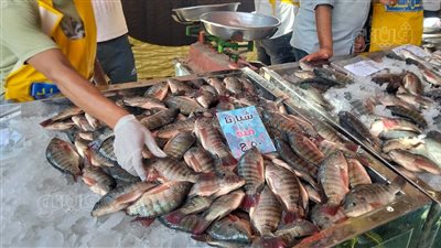 محافظ الإسماعيلية يفتتح فعاليات مبادرة أسماك البلد لأهل البلد بالقنطرة غرب (فيديو) 