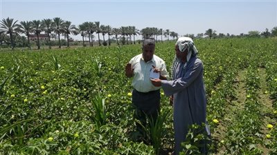  إدارة مكافحة الآفات بالزراعة تنفذ 158 حملة مرور ميداني خلال يوليو 