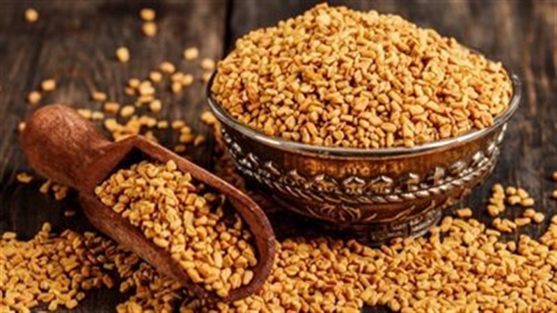 الحلبة 