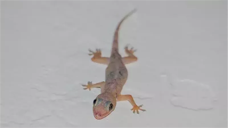 تفسير حلم ضرب البرص