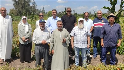 البحوث الزراعية: خطة للاكتفاء الذاتي من إنتاج طماطم F35 وتقاوي البطيخ والبطاطس