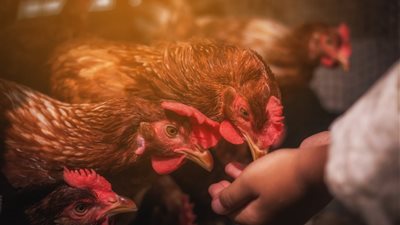 انخفاض أسعار الفراخ البيضاء واستقرار البلدي اليوم الأحد 7-9-2025 في الفيوم