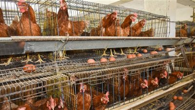 أسعار الدواجن اليوم الخميس 18-9-2025 في أسواق الفيوم