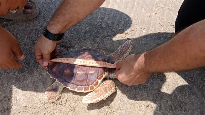 إطلاق سلحفاة بحرية