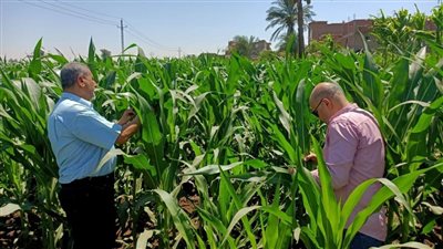 زراعة أسيوط تتابع إنتاجية الذرة والسمسم والأعلاف الخضراء بالفتح