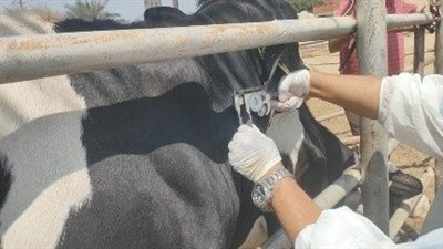 فحص 100 ألف رأس ماشية خلال شهر ضمن خطط الكشف المبكر عن الأمراض