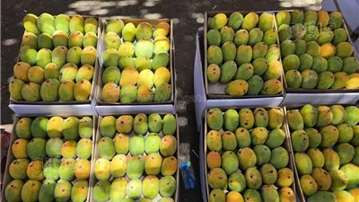 أسعار المانجو اليوم الخميس 7 أغسطس 2025، ارتفاع 6 أصناف وانخفاض كبير في السكري والعويس