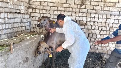 تحصين 73 ألف رأس ماشية ضد الحمى القلاعية خلال شهر بالفيوم
