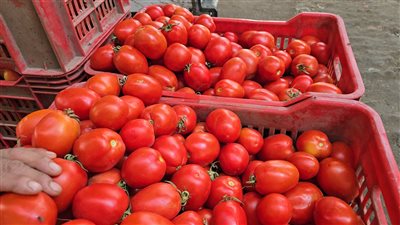 أسعار الخضراوات في سوق الجملة بمدينة 6 أكتوبر