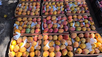 أسعار المانجو في سوق الجملة، الفص بـ80 جنيهًا والزبدية بـ25 جنيهًا (صور) 