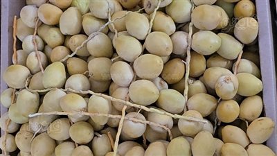 أسعار الفاكهة في سوق 6 أكتوبر: البلح البرحي بـ70 جنيهًا والتفاح يصل لـ30 جنيهًا (صور)