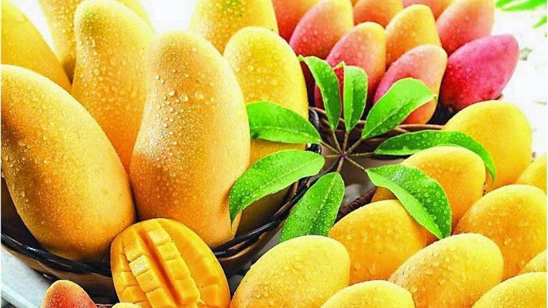 سعر المانجو اليوم