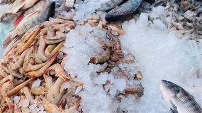 حملة صحية مكبرة تكشف مخالفات جسيمة بسوق السمك ومطاعم المأكولات البحرية بدمياط (صور)