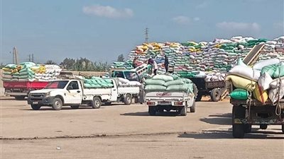 صوامع وشون الشرقية تستقبل 603,855 طنًا من القمح المحلي