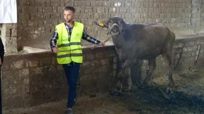 تضامن الفيوم: تسليم 9410 رؤوس جاموس للأسر الأولى بالرعاية