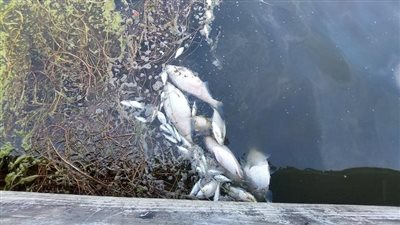 الزراعة تكشف سبب نفوق أسماك المزارع بالمنزلة 