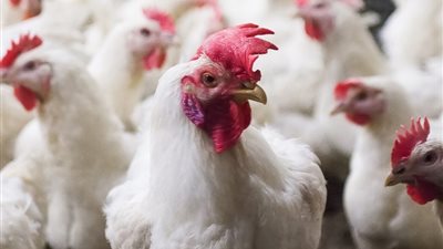 ارتفاع سعر الفراخ البيضاء اليوم الأحد 10 أغسطس 2025 (آخر تحديث)