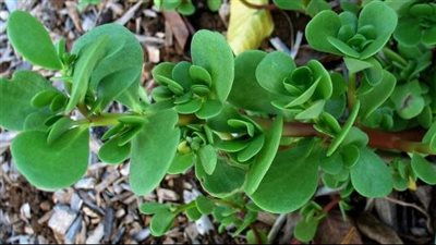 فوائد الرجلة، غنية بالأوميجا 3 وتعزز صحة النظر وتحمى من السرطان 