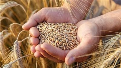 بـ 520 ألف طن، المنيا تختتم موسم توريد القمح 