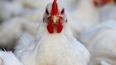 انخفاض جديد في سعر الفراخ البيضاء اليوم الإثنين 11 أغسطس 2025 (آخر تحديث)