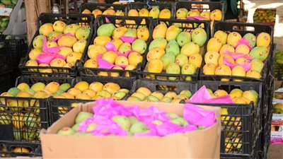 أسعار المانجو اليوم الثلاثاء، ارتفاع مفاجئ في الزبدية والصديقة وانخفاض صنفين