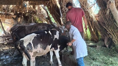 تحصين 177 ألف رأس ماشية ضد الحمى القلاعية والوادي المتصدع يالدقهلية (صور)