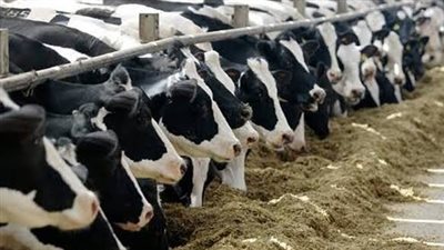 زراعة الفيوم تنظم ندوة إرشادية لتقليل آثار الإجهاد الحراري على الأبقار والدواجن