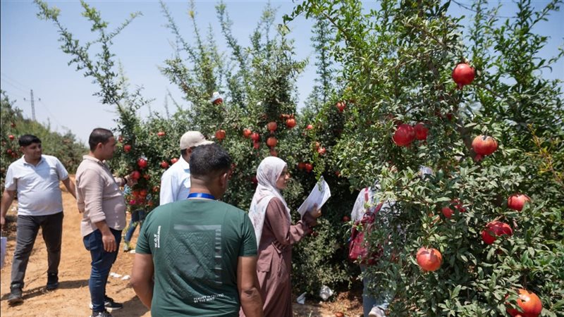 تدريب فاحصي الحجر