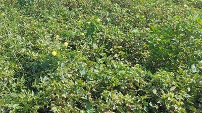 زراعة الفيوم تنظم ندوة عن تأثير الموجة الحارة على محصول القطن